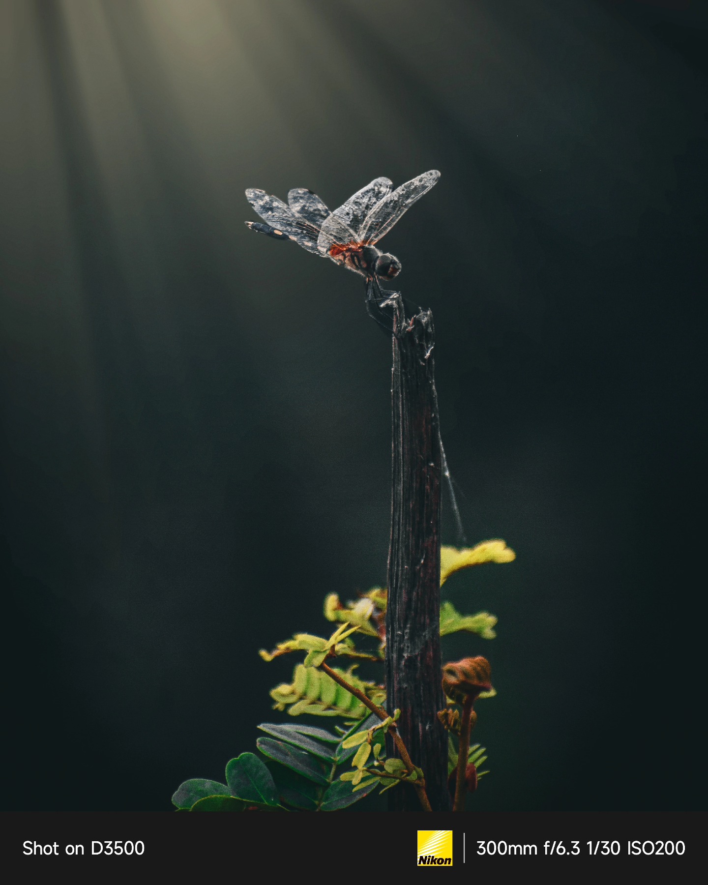 Silent Spaces Series